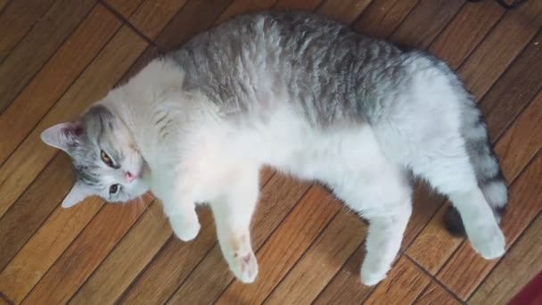 Niedliche Katze Liegt Auf Dem Boden Schottische Graue Und Weiße — Stockvideo