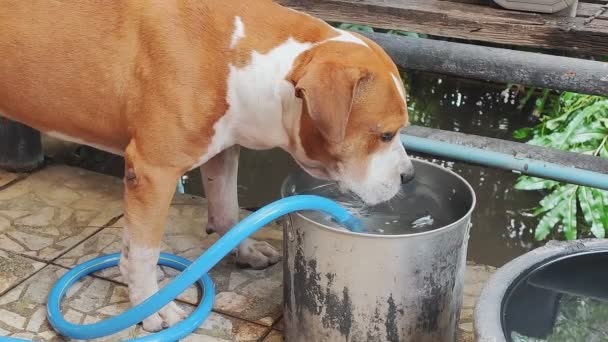 狗喝碗里的水 斗牛犬玩完后在桶里喝水 慢动作 舌头宠物 — 图库视频影像