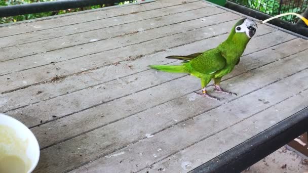 Papagei Garten Besitzer Füttert Einen Jungen Hahn Ara Papagei Mit — Stockvideo