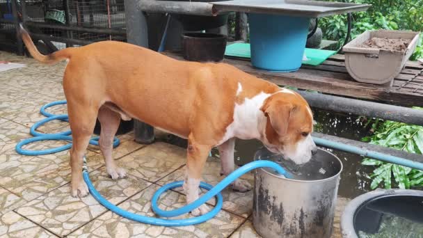 Pit Bull Dog Drinking Water Bucket Water Playing Slow Motion — Stock Video