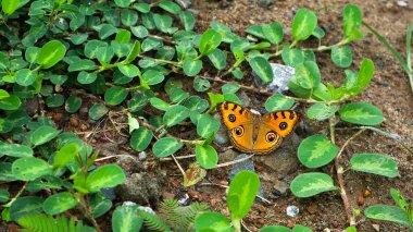 Tavuskuşu Penisi Junonia almana javana, Kelebek doğada bir yaprağa tünedi