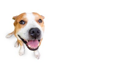 Amerikalı pitbull kabadayısı genç köpek kahverengi ve beyaz oyuncu ya da sevimli evcil hayvan oynuyor ve beyaz arka planda izole edilmiş mutlu görünüyor.