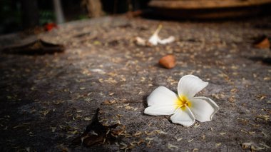 Yere düşmüş frangipani çiçekleri yapraklar ve kuru dallarla kaplı, doğal ışık