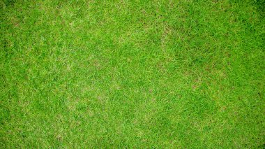 Yapay çimen, yeşil çimen dokusu yeşil arka plan için kullanılan parlak çimen bahçesi fikri, Doğal Orman Çimeni Golf Sahaları yeşil çimen desenli tapınak