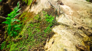 Yerde güzel yeşil yosunlar, yosunlara yakın çekim, makro. Duvar kağıdı için güzel bir yosun arka planı. Bulanık arkaplan ile dağlık bölgelerde yosun taşı