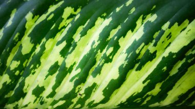 Botanik taze ve yeşil yaprağın kapalı ayrıntıları. Doğanın çizgisini ve dokusunu göster.