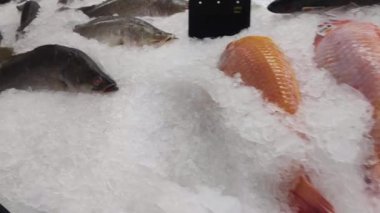 Donmuş balık süpermarket tezgahında buzun içinde yatıyor. Restoranlar için balık satışı, dondurucu dükkanların camlarında taze balık ürünleri, süpermarketin balık bölümü. 4k