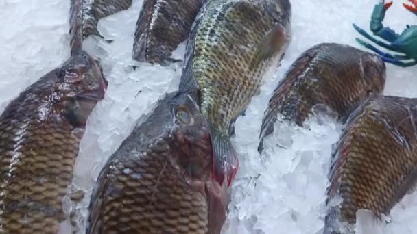 Pescado Congelado Yace Hielo Mostrador Del Supermercado Venta Pescado Para — Vídeo de stock