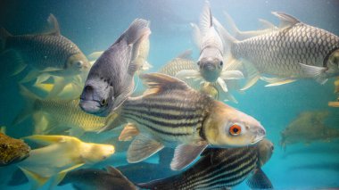 Büyük su tankında büyük morina balıkları
