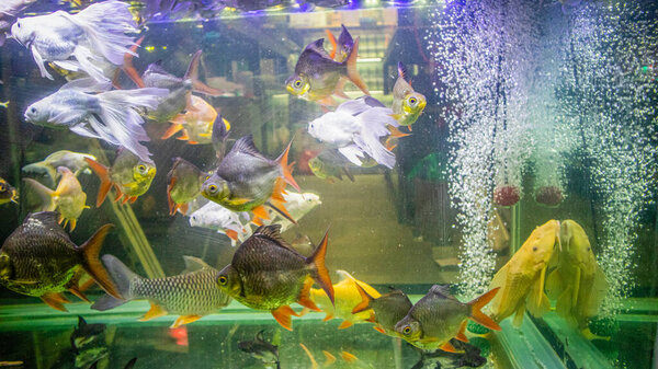 aquarium colourful fishes in dark blue water