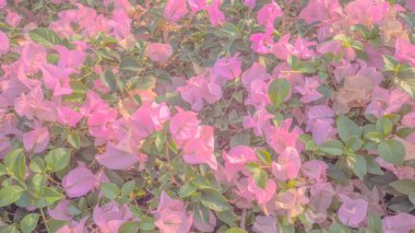 Renkli kağıt çiçekler (Bougainvillea glabra Choisy), yumuşak odak, Bougainvillea beyaz çiçek arka plan dokuları, çiçek açan çiçekler