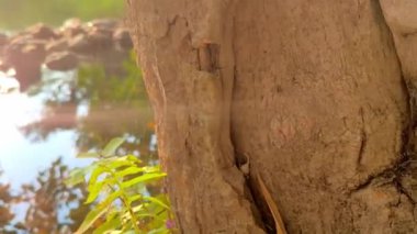 Kristal berrak suyu olan küçük bir dağ nehri. Su yeşil ormanda yosun ile kaplanmış taşların üzerinden akar. Sabah güneşi ağaçların arasından doğuyor. Ağaçlardan yavaş çekimde dönüyor.