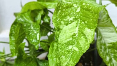 Yavaş çekim zum çeşitli bitkiler, kapalı bitkiler, beyaz arkaplan, tropikal bahçe,