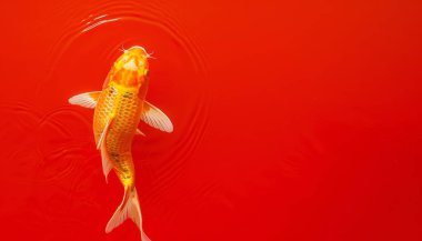 Yeni yıl Çin tarzı. Lüks altın koi sazan balığı kırmızı Çin arka planında kopya alanı ile