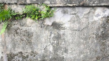 Üzerinde küçük ağaçlar büyüyen eski gri beton zemin.