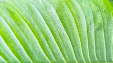 Arkasında ışık olan yeşil Yaprak dokusu. Yeşil bir yaprağın yakın plan fotoğrafı.