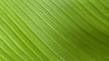  Yakın plan yeşil yaprak, doğadan esinlenilmiş arka plan için ideal