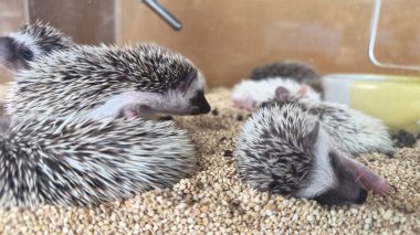 Birkaç kirpi birlikte huzur içinde uyuyor. 