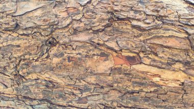 Kaba Ağaç Kabuğu Ahşap Döküm Arkaplanı