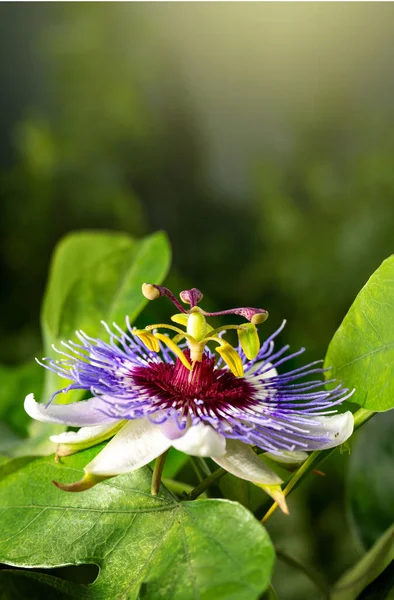Passiflora caerulea passion flower in nature. Alternative herb medicine, sedative and calming effect