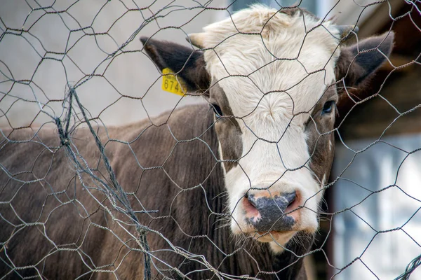 Beyaz Yüzlü Kahverengi İnek Kablodan Kameraya Bakıyor