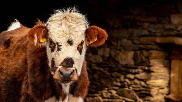 Kahverengi ve beyaz benekli inek kameraya bakıyor.