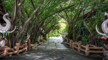 Parktaki güzel bir çimento geçidinin resmi. Kenarları gölgeli ağaçlarla kaplı, her iki taraftaki ağaçlar birbirine tünel gibi yaslanmış..