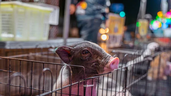 Picture of a pet shop at the temple fair Currently selling dwarf pigs These are piglets that are smaller than normal pigs that we consume. This pig has black and pink stripes.
