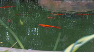Güzel balıklar yetiştirmek için gölet, turuncu, beyaz, düzensiz su yüzeyi. Balığı net bir şekilde görebilirsiniz. Suyun yüzeyinde ağaçların bir yansıması var. İllüstrasyon olarak kullanılabilir.
