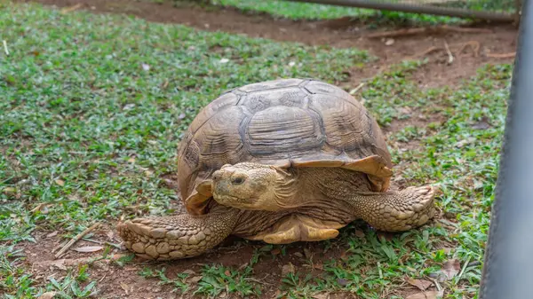Photographs of animals with clear faces and blurred backgrounds Front focus, a large brown turtle is lying with its neck turned, staring at something. It was on the green grass with patches of brown