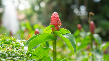 Çiçekler oval şekilli, parlak kırmızı, katmanlı, yeşil yapraklı, kalın ve güçlü saplı. Ön odak fotoğrafı ve arka plan olarak kullanmak için uygun arkasında bulanıklaştırılmış.