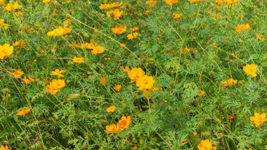 Sarı-turuncu çiçekli bir tarlanın resmi bahçenin her yerinde çiçek açıyor. Arkasında büyük ağaçlar ve küçük dağlardan oluşan bir çizgi var. Bu arka plan. Gökyüzünün rengiyle çelişen 