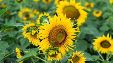 Kış için çiçek açmaya başlayan ayçiçeği tarlası görüntüsü. Ayçiçekleri parlak sarıdır. Büyük ağaçların dikildiği bir bahçenin ortasında. Küçük bir pavyon da var..