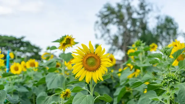 Image of a sunflower field starting to bloom for winter.The sunflowers are bright yellow. It is in the midst of a garden where large trees are planted. There is also a small pavilion.