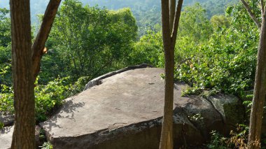 Konum fotoğrafları. Büyük, pürüzsüz yüzlü, yoğun yeşil ormandaki gri kayalar. Ön taraf gölgeli taraf. Uzun, ince gövdeli ağaçlar var. Gün boyunca, hava açık., 