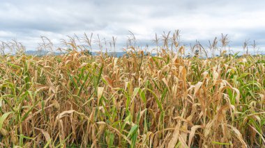 Büyük mısır tarlaları yeşil ve açık kahverenginin farklı tonlarıdır. Çiftçilerin çiftçiliğini gösteriyor. Arkanızda dağ manzarasını görebilirsiniz. Sisle örtülmüş bir arkaplan resmi olarak kullanılabilir.