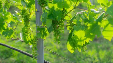 Üzüm sarmaşıklarının bileşenleri çiftçilerin sahip olduğu ipin etkinliğiyle devam edebilir. Bunun sonucu olarak üzümler açık yeşil renktedir ve yapraklarıyla toplanabilir..