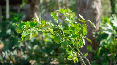 Taze bir limon ağacı dalının resmi. Tadı ekşi. Doğururken ağırlığı bacanın eğilmesine neden olur. Dallar taze yeşil yapraklarla açar..
