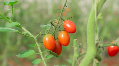Koçandan çıkan bitkilerin verimliliği olgunlaştığında meyve turuncu görünür. Atıştırmalık olarak yenebilir ya da yemek pişirmek için kullanılabilir. Dalları ve sapları parlak yeşil. Yumuşak beyaz saçlar var.