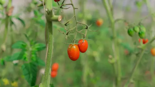 Productivity of plants emerging from stubs The fruit looks orange when ripe. Can be eaten as a snack Or you can use it to cook food. The branches and stems are bright green. There are soft white hairs