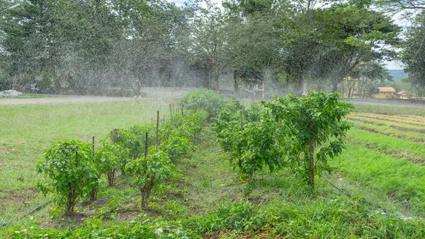 Characteristics of watering plants in the garden A sprinkler water system is used. To create water mist that covers thoroughly and moisturizes, it uses modern technology. Take care of agricultural