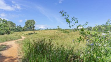 Konum fotoğrafları düz alanda geniş çayırlık yol boyunca büyük, yalnız bir ağaç vardı. Dolambaçlı toprak yol arka planda orman ve soluk bulutlarla gökyüzü berrak.. 