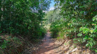 Yer fotoğrafları, kırmızı toprak yol, çakıl yolu, engebeli yol, yol kenarında fazla büyümüş orman. Yeşil dağları kaplayan sayısız gölge ağacı var ve gökyüzü açık, güneş parlak., 