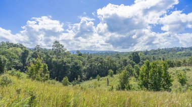 Konum fotoğrafları geniş çim tarlası Çimler dizlerinin üstünde. Eğri alan bir orman, yüksek dağlar, gündüz gökyüzü, parlak güneş, güzel hava, doğal atmosfer. Yumuşak beyaz bulutlar