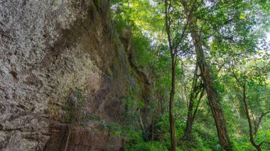 Büyük kayalar, yoğun yağmur ormanlarındaki yüksek kayalıklar. Yarıklarda büyüyen sarmaşıklar var. Yeşil ağaçlar gün boyunca canlı görünüyor, hava açık, doğal atmosfer sakin, insanlar olmadan., 