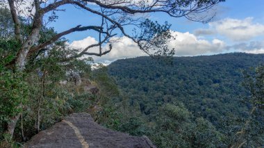 Aşağıdaki vadiye doğru uzanan bir uçurum görüntüsü. Dalları güneş ışığını yakalamak için uzanan bir uçurumun kenarında yeşil ağaçların bol bol yetiştiği bir yer..
