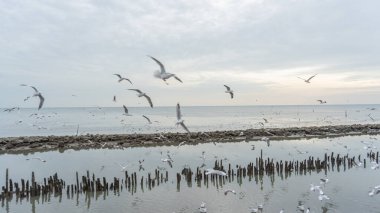 24 Aralık 2023 'te Bangkok, Tayland' da deniz kıyısındaki bir mangrov ormanındaki yuvalarına dönen büyük bir martı sürüsünün görüntüsü. Balıkları yakaladıktan sonra, oluncaya kadar yerler. 