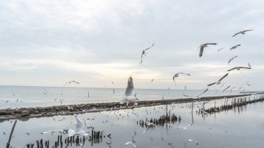 24 Aralık 2023 'te Bangkok, Tayland' da deniz kıyısındaki bir mangrov ormanındaki yuvalarına dönen büyük bir martı sürüsünün görüntüsü. Balıkları yakaladıktan sonra, oluncaya kadar yerler. 