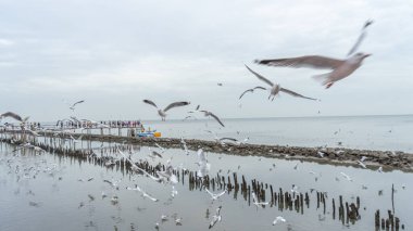 24 Aralık 2023 'te Bangkok, Tayland' da deniz kıyısındaki bir mangrov ormanındaki yuvalarına dönen büyük bir martı sürüsünün görüntüsü. Balıkları yakaladıktan sonra, oluncaya kadar yerler. 