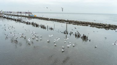 24 Aralık 2023 'te Bangkok, Tayland' da deniz kıyısındaki bir mangrov ormanındaki yuvalarına dönen büyük bir martı sürüsünün görüntüsü. Balıkları yakaladıktan sonra, oluncaya kadar yerler. 